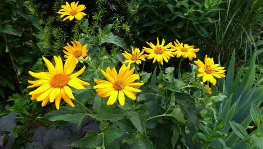 Arnica_flowers_preview